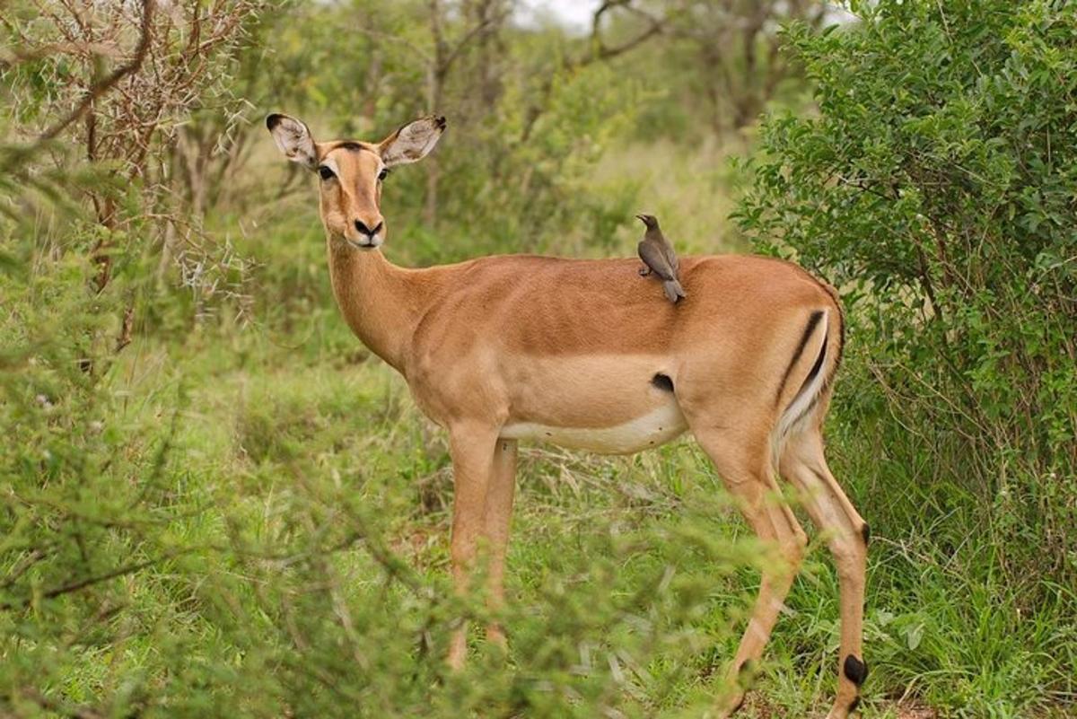 een vogel die op de rug van een gazelle zit