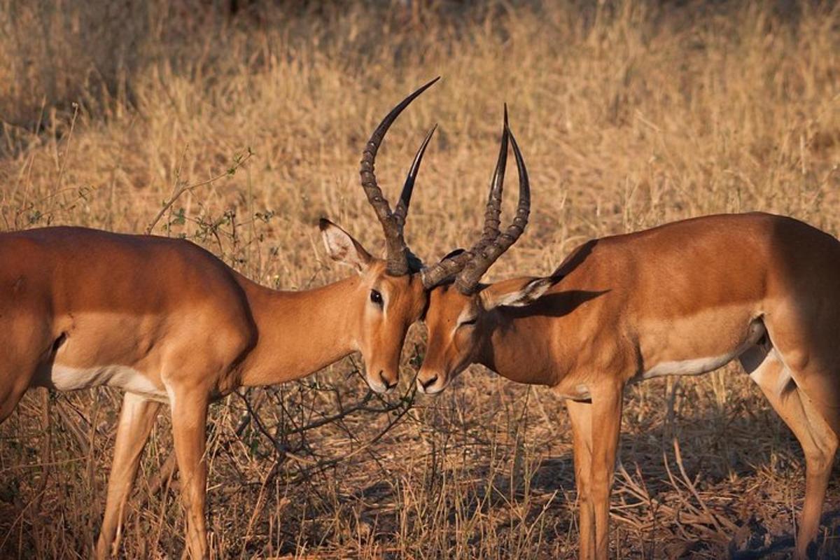 twee antilopen die naast elkaar in een veld staan