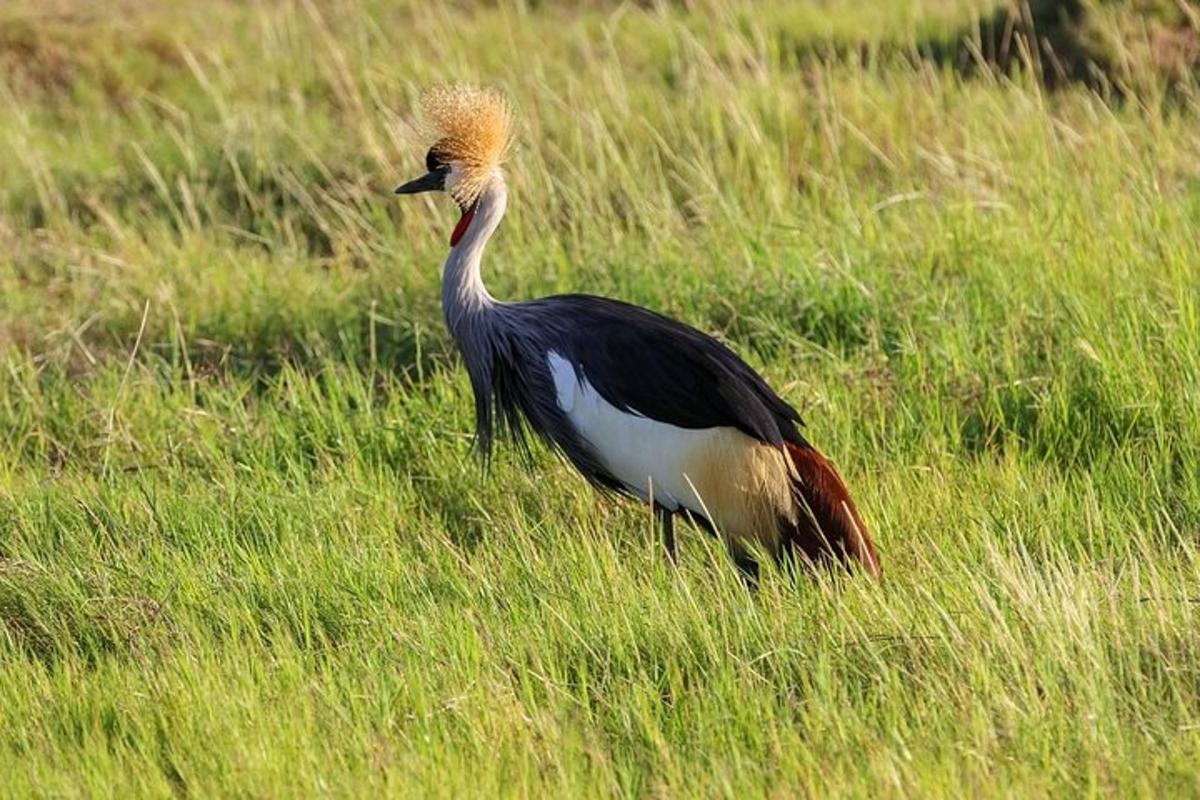 seekor burung berdiri di padang rumput