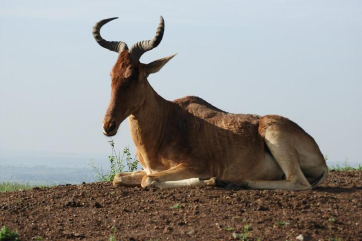 Un antílope sentado en la cima de una colina de tierra