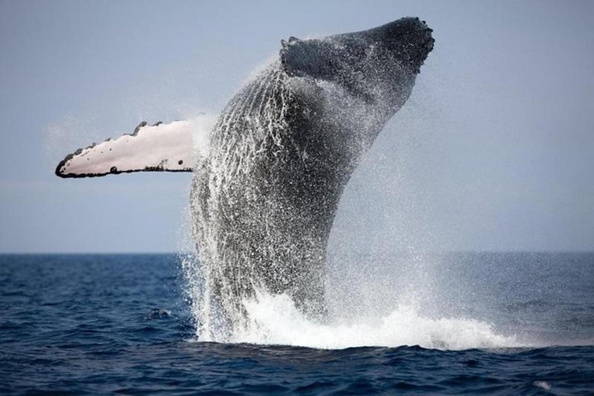 isang humpback whale na tumatalon sa tubig