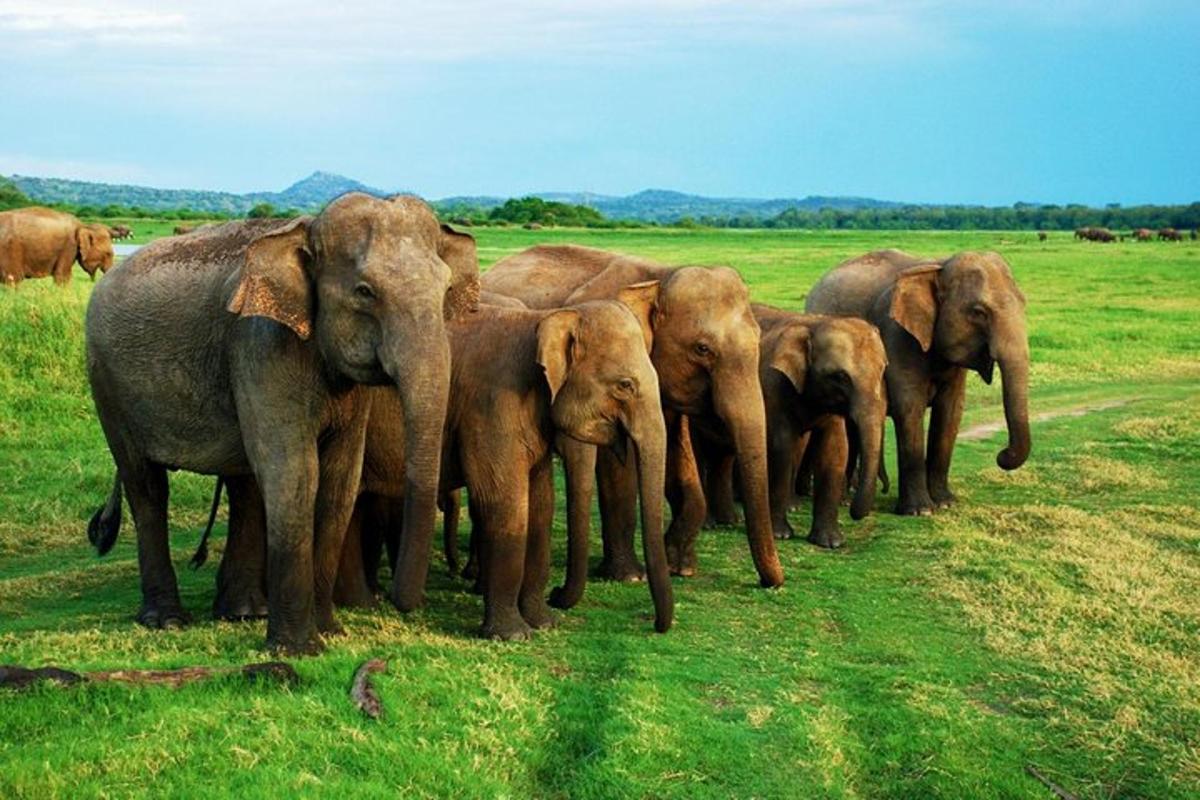 một đàn voi đang đứng trên một cánh đồng