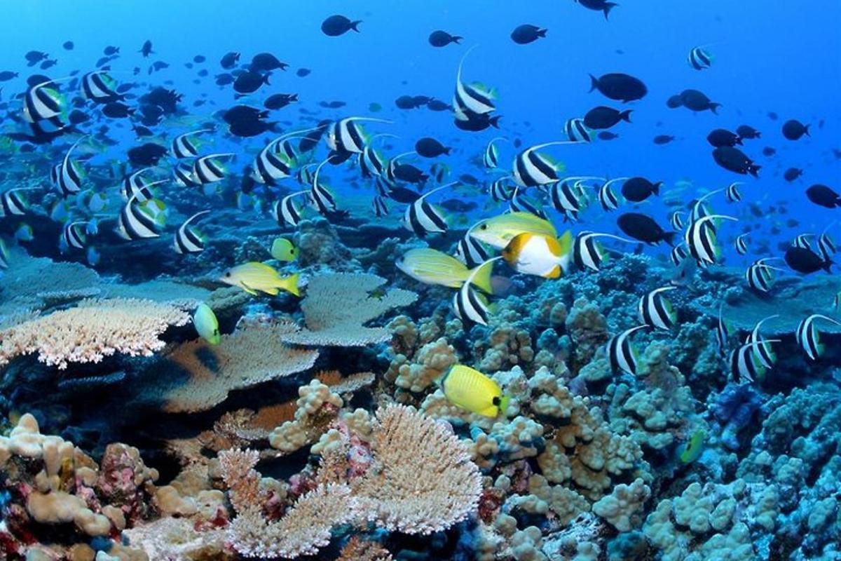 a school of fish on a coral reef
