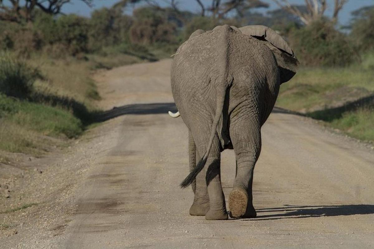 un elefante che cammina lungo una strada sterrata