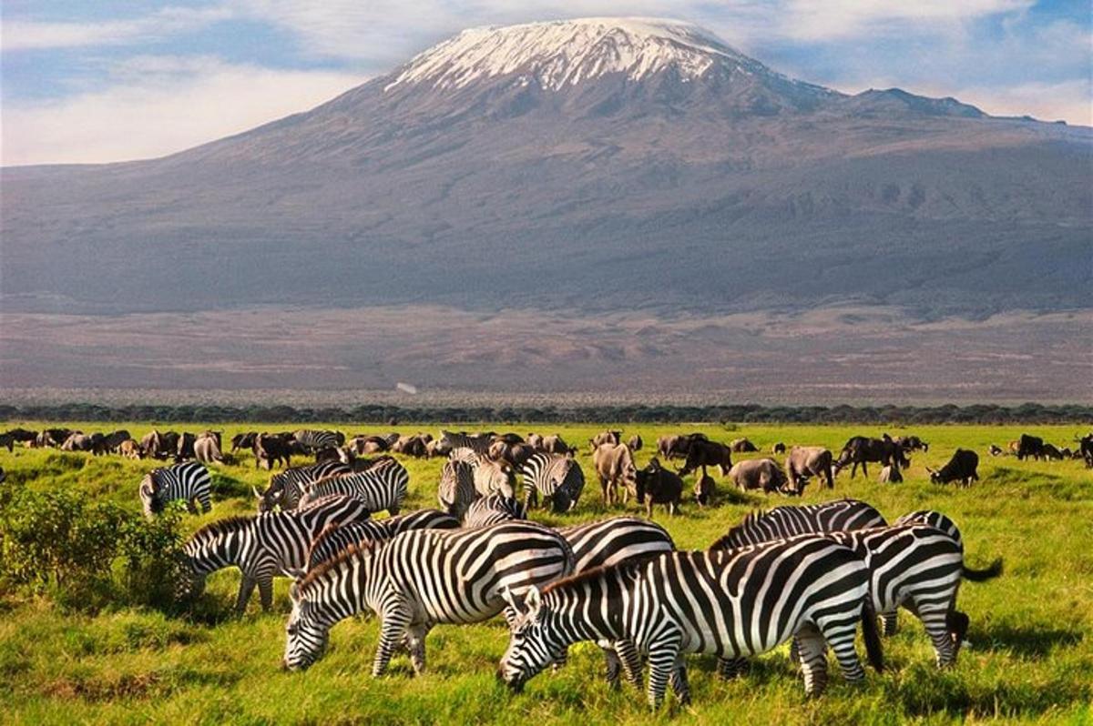 una mandria di zebre al pascolo in un campo con una montagna