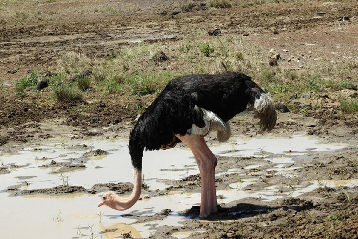 pštros stojící v bahně na poli