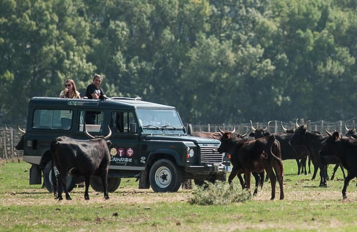 mees ja naine veoautos koos veisekarjaga