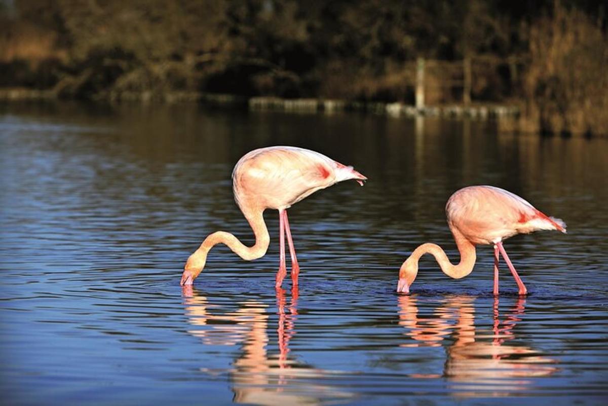 dua flamingo berjalan di dalam air