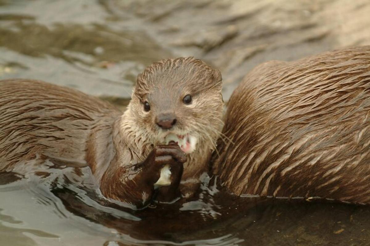 two otters in the water eating food