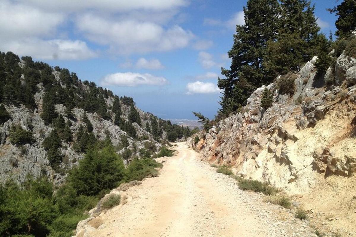 a dirt road with trees on the side of a mountain