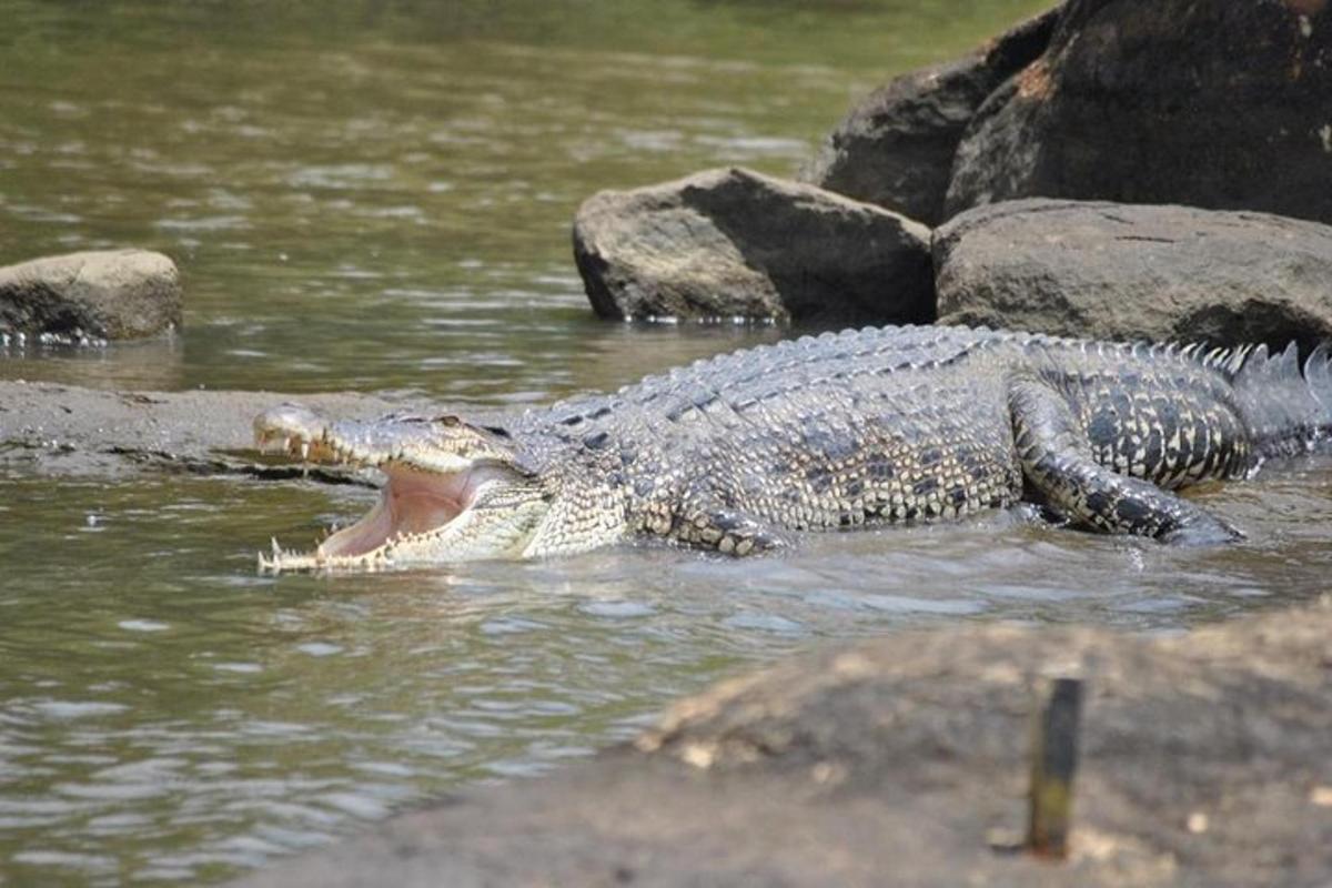 a crocodile with its mouth open in the water