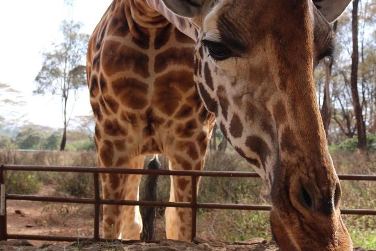 uma girafa está parada ao lado de uma cerca