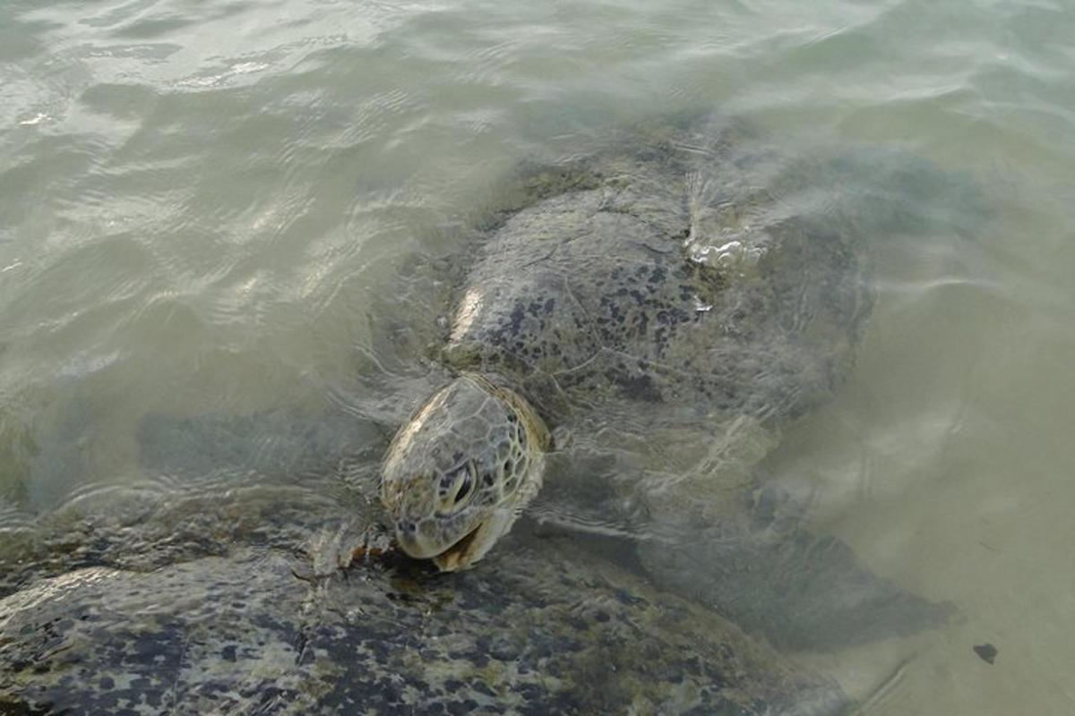 una tortuga marina verde nadando en el agua