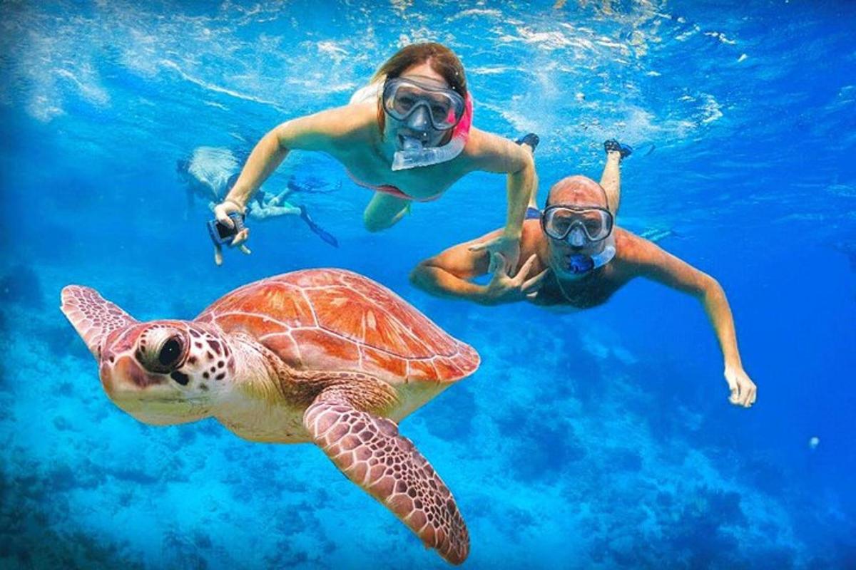 dos personas nadando en el agua con una tortuga