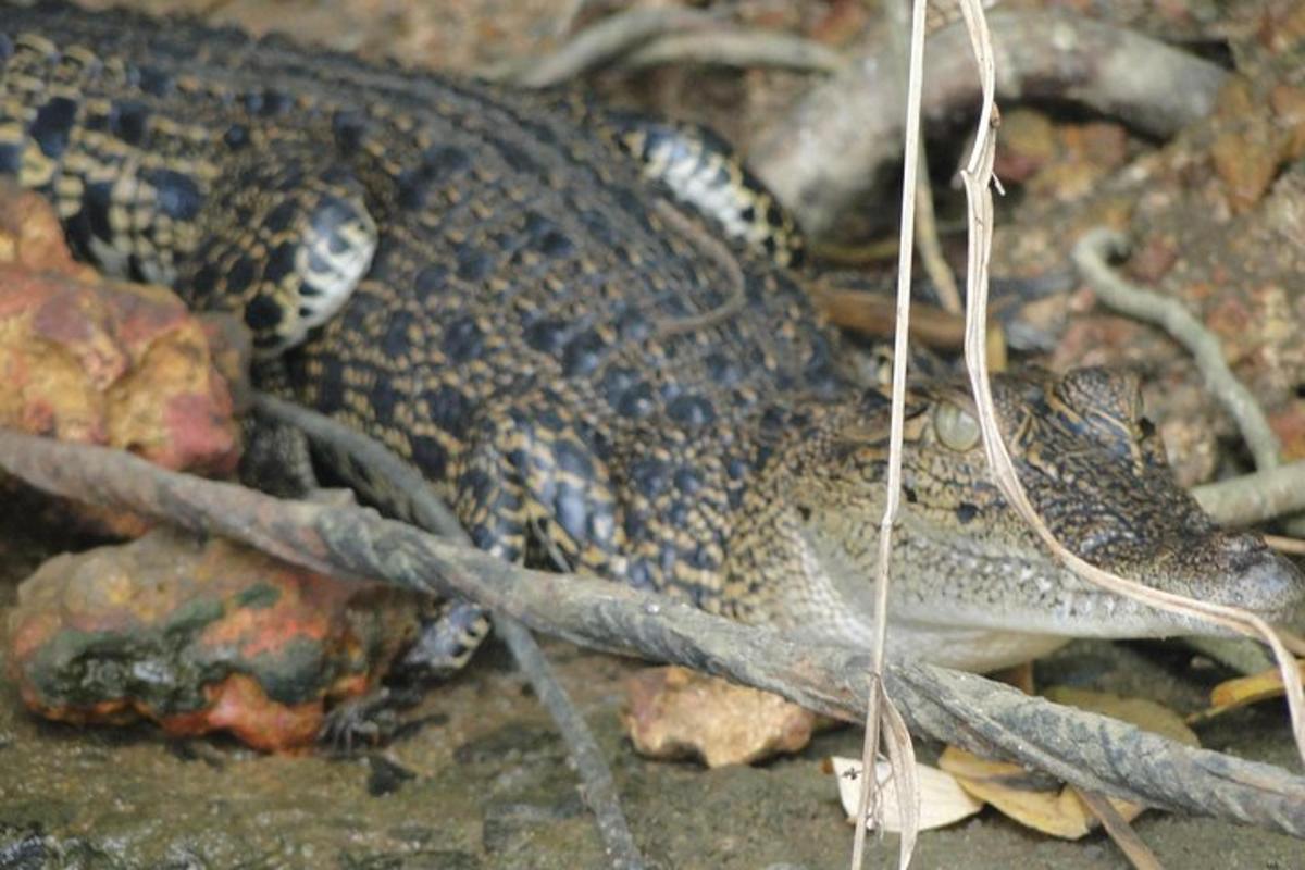 a dead animal laying on the ground