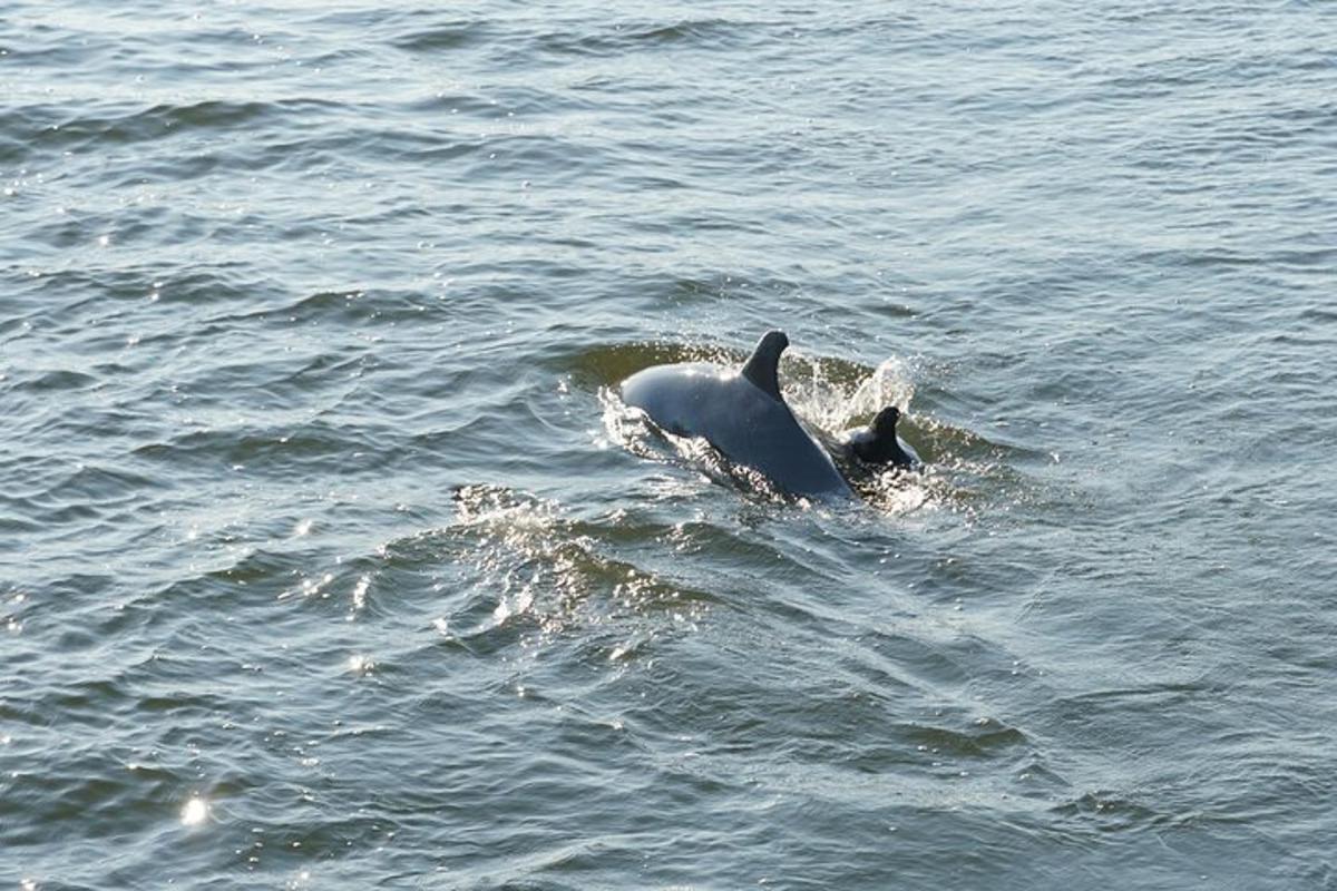 a pair of dolphins swimming in the water