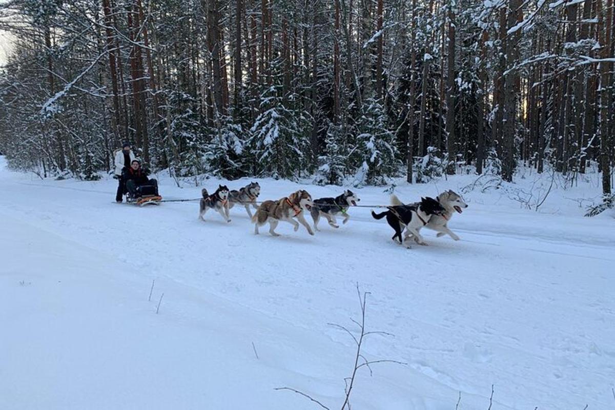 un grupo de perros corriendo en la nieve
