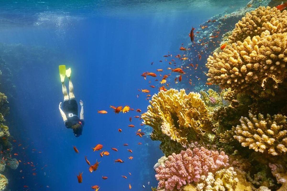 una persona nadando en el océano cerca de un arrecife de coral