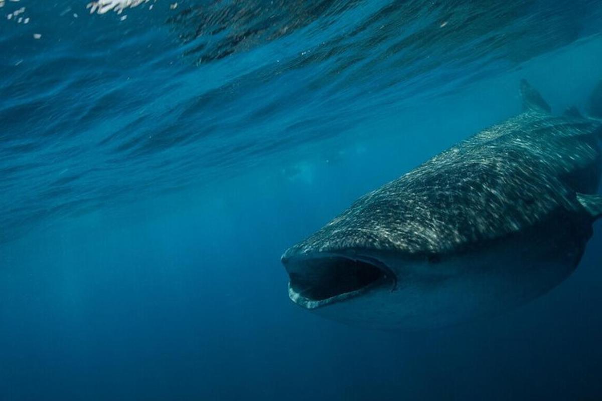 um tubarão-baleia nadando na água azul