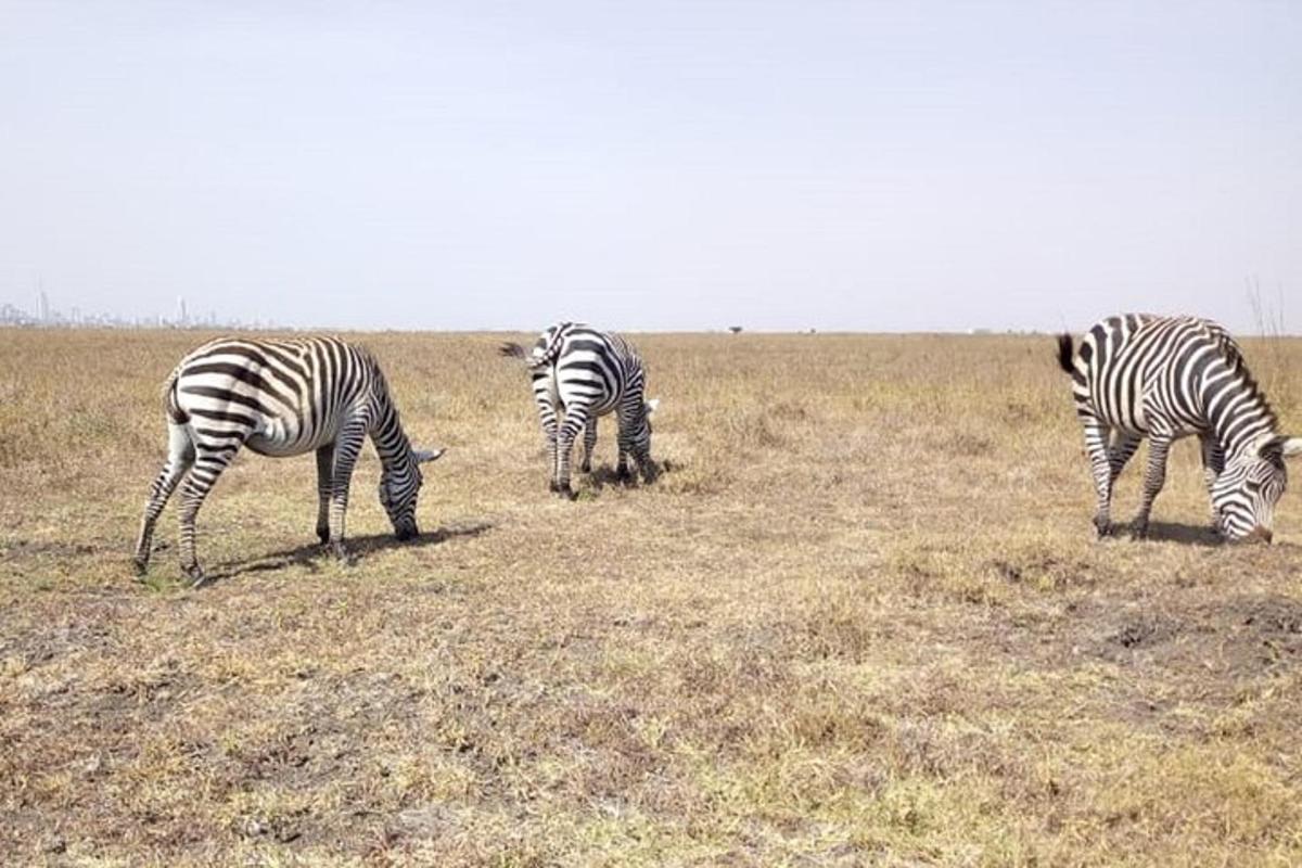 tre zebre al pascolo in un campo di erba secca