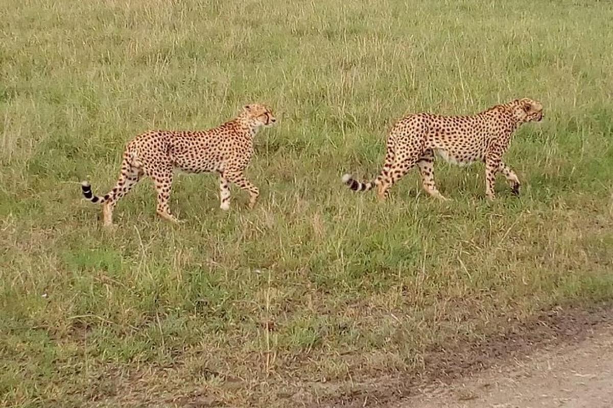 two cheetahs walking in a field of grass