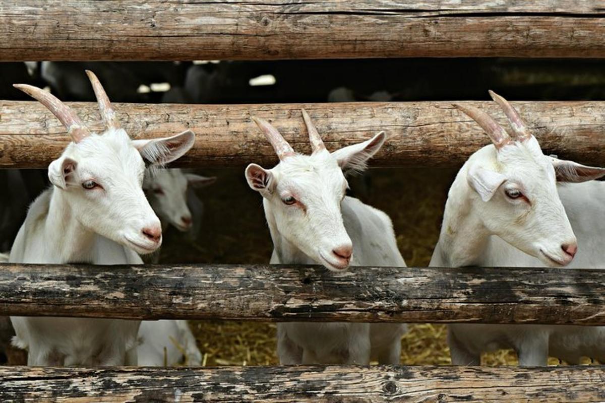 a group of white goats looking through a fence