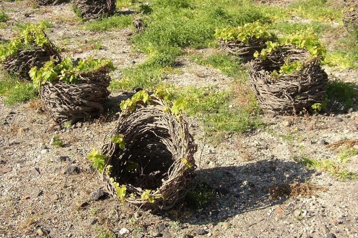 sekelompok tanaman di ladang dengan rumput