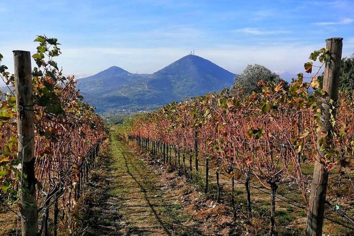 Una hilera de viñedos con una montaña al fondo