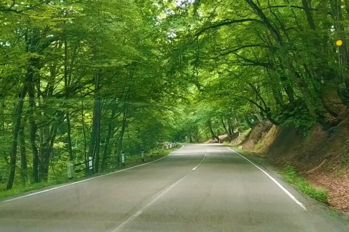 порожня дорога крізь тунель з дерев