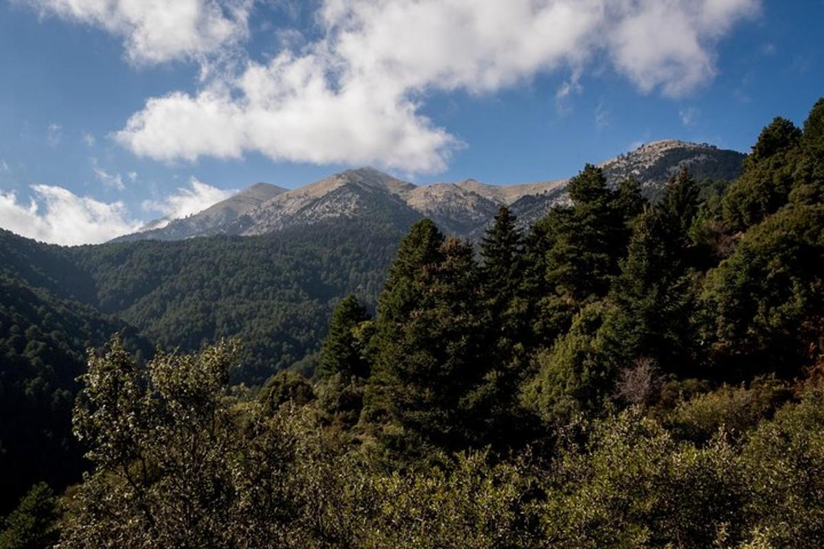 ein Blick auf einen Wald mit Bergen im Hintergrund