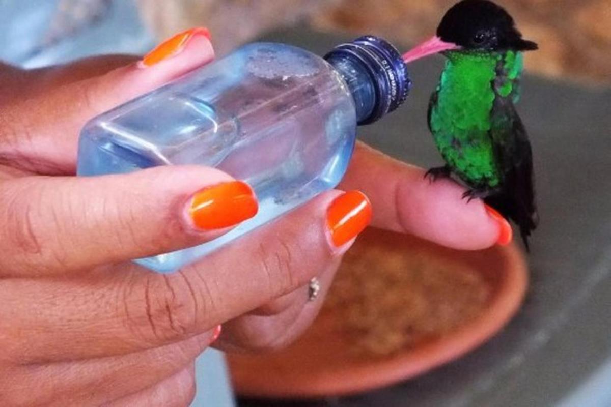 uma pessoa segurando um pássaro bebendo de uma garrafa
