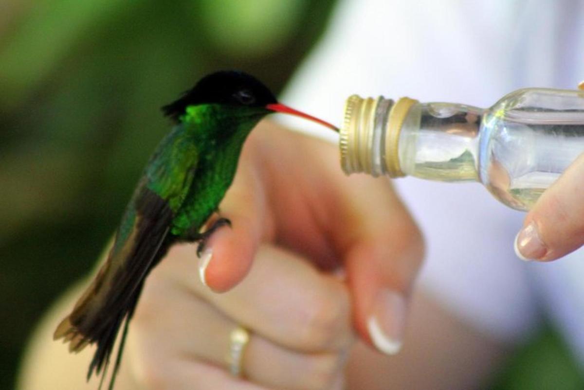 o pasăre colibri bea dintr-o sticlă de apă