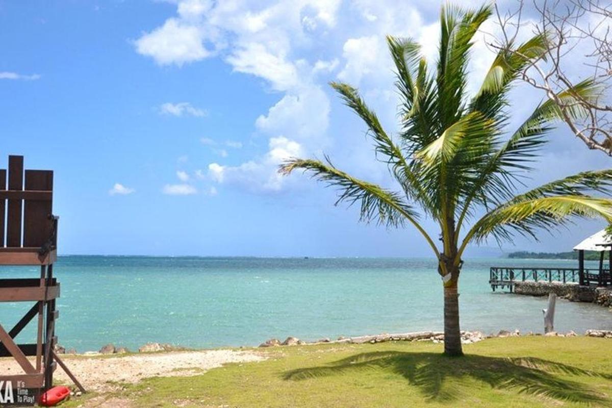 eine Palme auf einem Strand