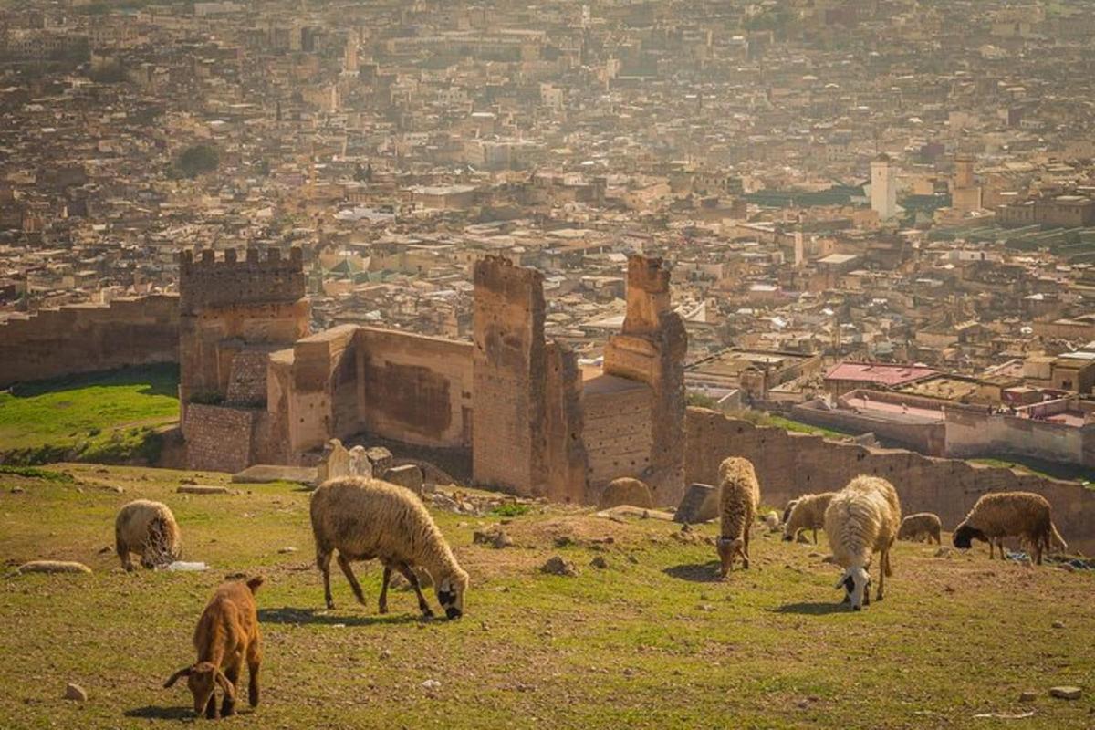 un troupeau de moutons paissant sur une colline près d'une ville