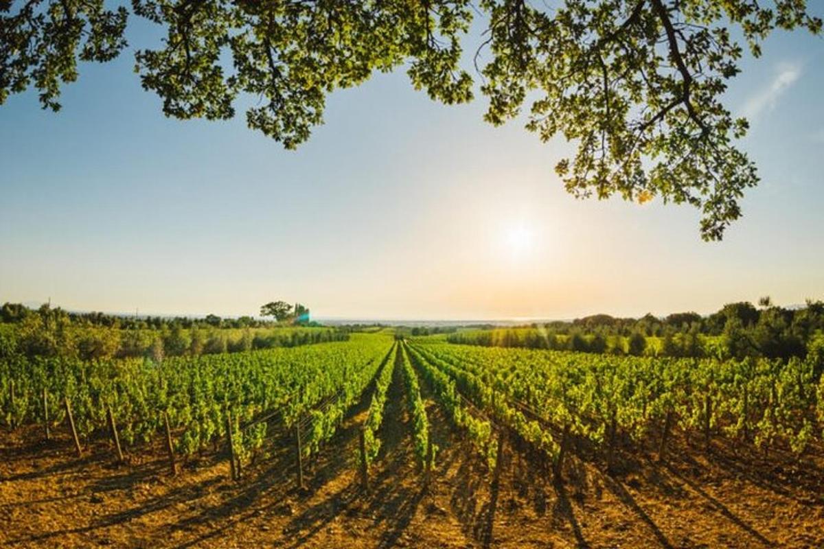 a field of crops with the sun in the background