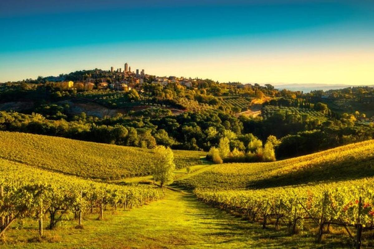 a path through a vineyard with a castle on a hill