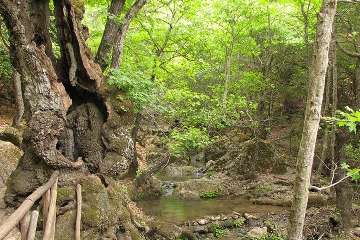 Un arroyo en una zona boscosa con un puente y árboles.