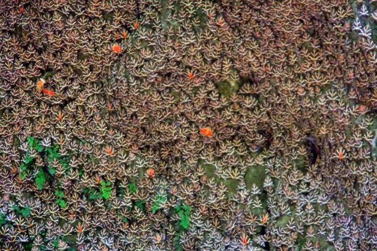Un primer plano de una planta verde con flores naranjas.