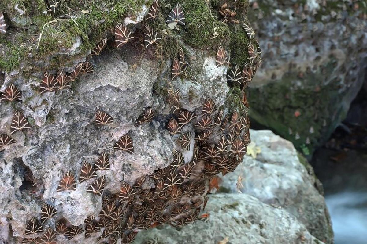 un grupo de plantas que crecen en una roca
