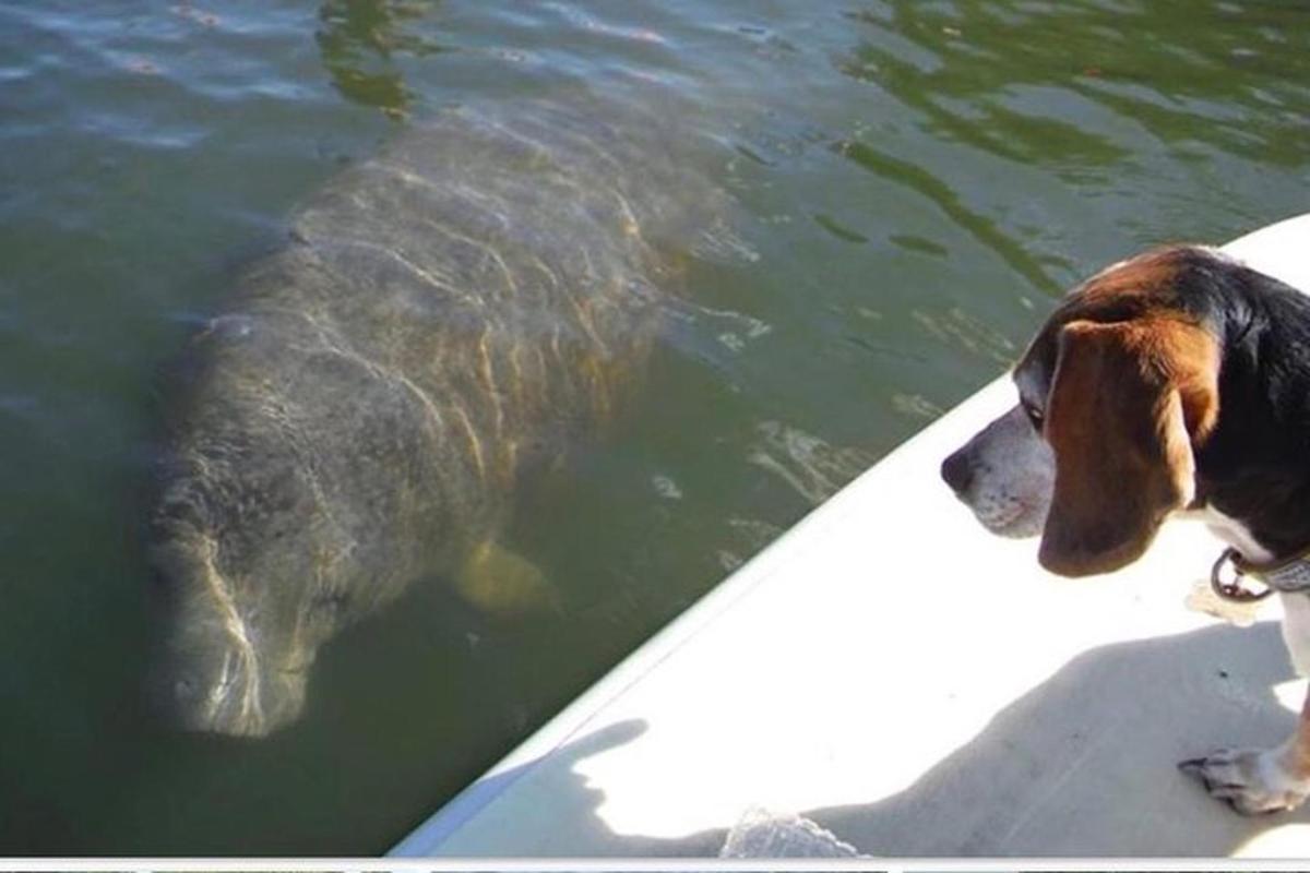 a dog standing on the side of a boat in the water