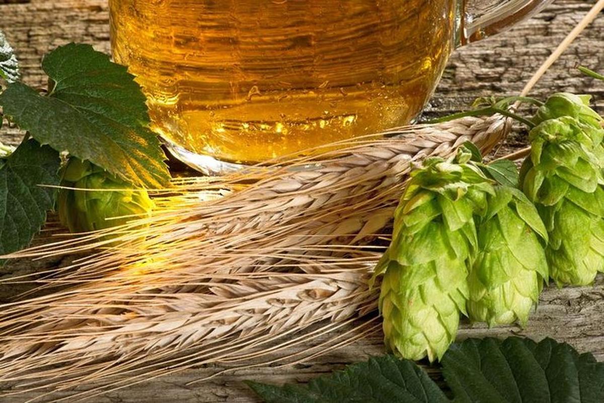 a glass of beer and a bunch of green hops