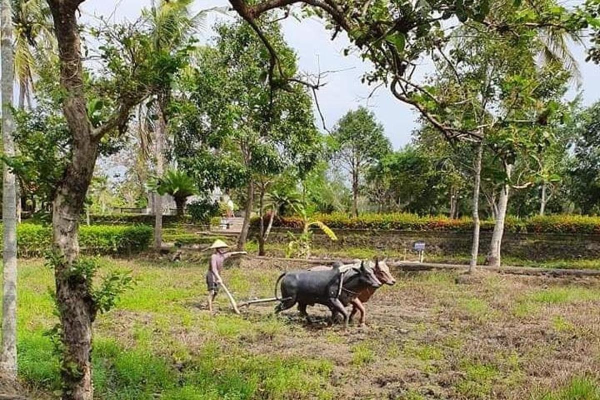 un uomo sta arando un campo con un carro trainato da buoi