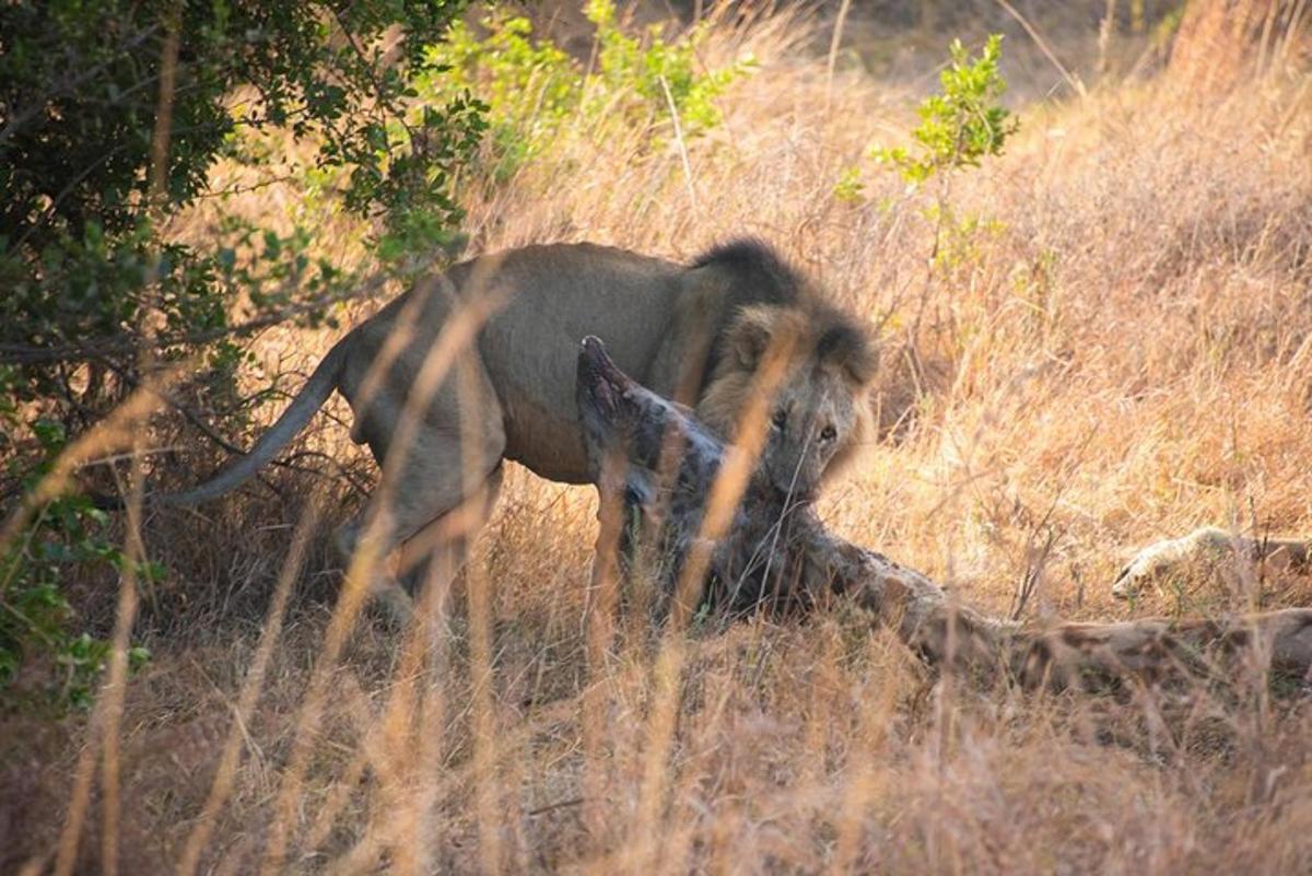 anak gajah berjalan melalui rumput tinggi