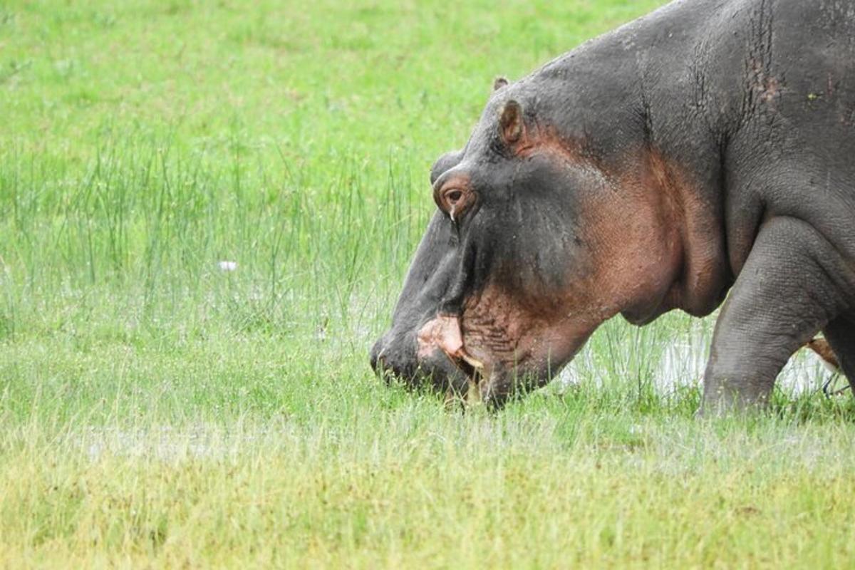 un elefant mare stând într-un câmp cu iarbă