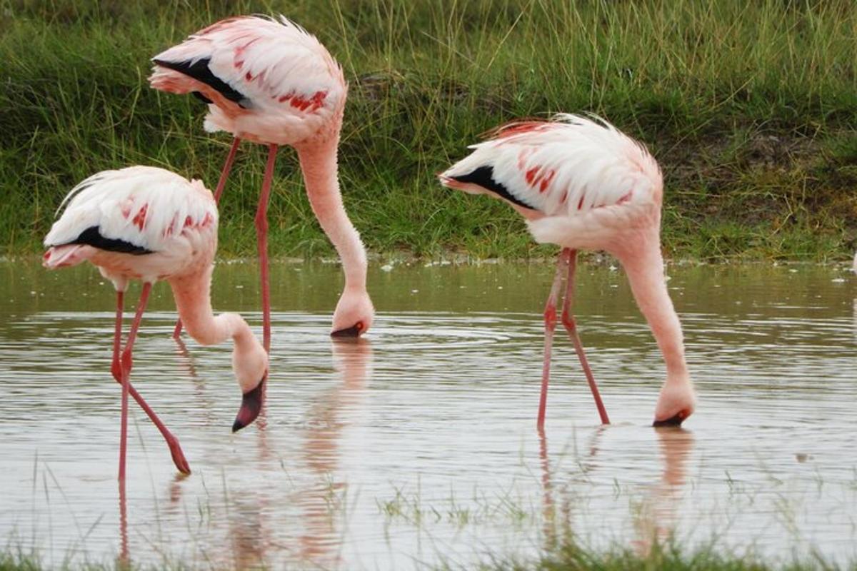 trei flamingo stau în apă