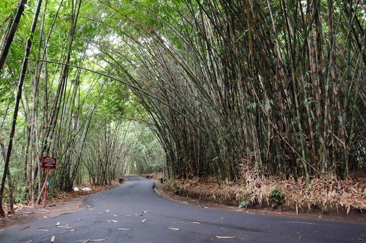 una strada attraverso una foresta di bambù con un tunnel
