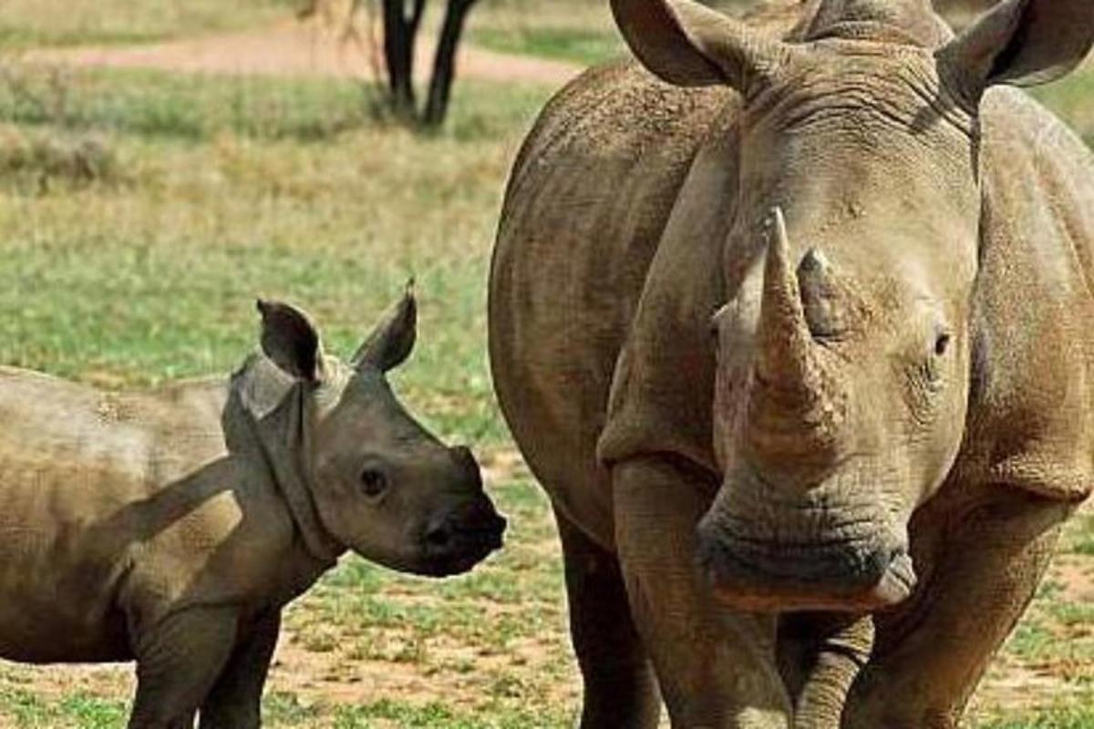 un bébé rhinocéros debout à côté d'un rhinocéros adulte