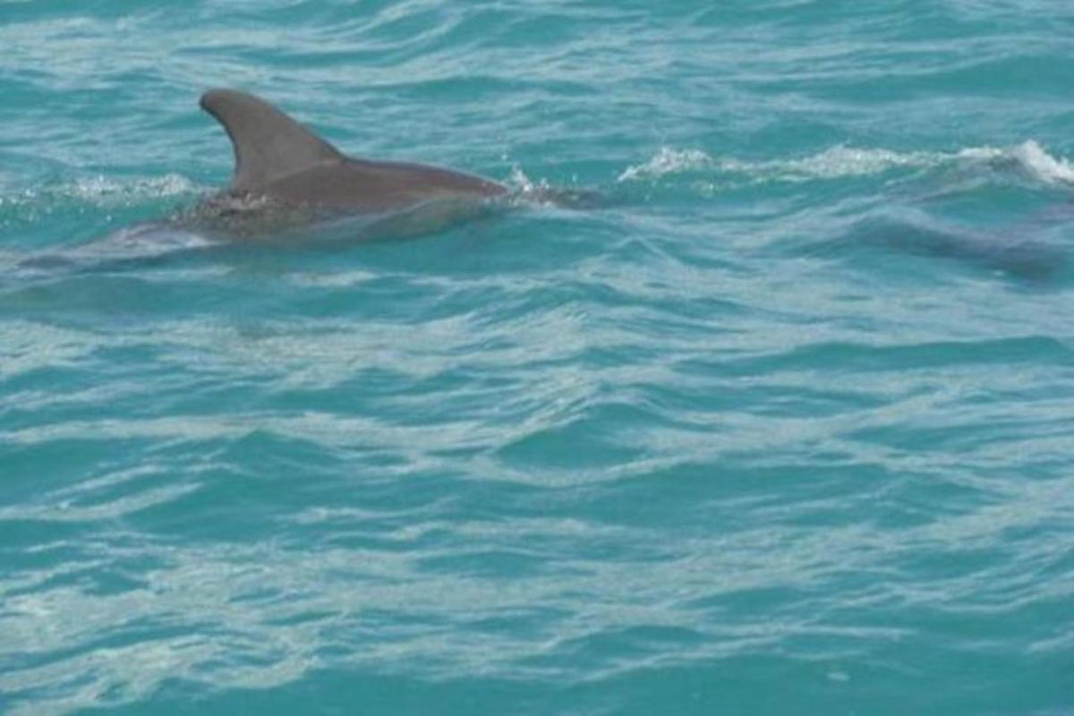 un delfin înoată în apă