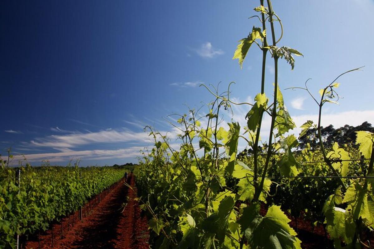 a field of soybean plants with a blue sky