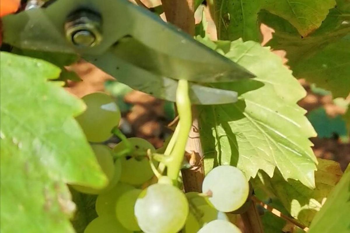 a knife picking up a bunch of green grapes